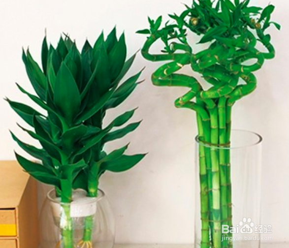 富贵竹怎么水养才旺盛