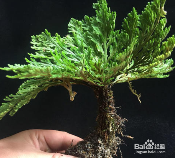 新买的卷柏怎样种植