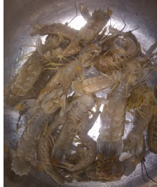 水煮皮皮虾怎么煮？-（水煮皮皮虾怎么煮好吃）[图]