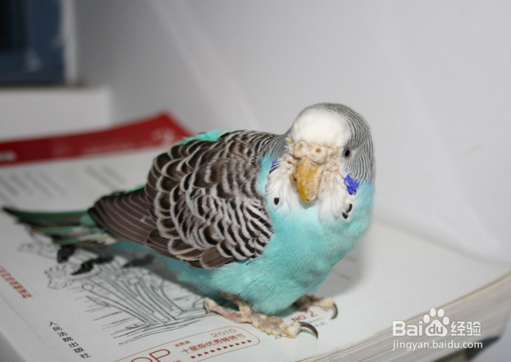 蓝皮鹦鹉怎么养