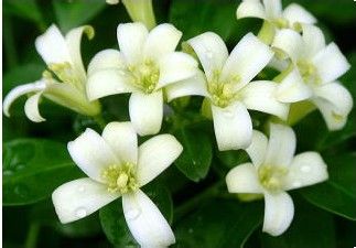 不同种类鲜花的护肤功效