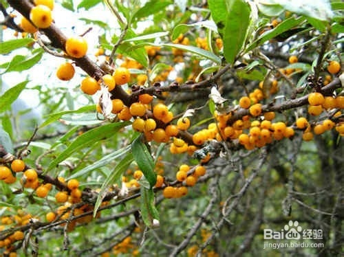 该保湿啦~6大美容水果，让你的肌肤白嫩润滑