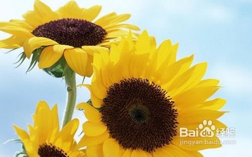 怎样排解郁闷情绪