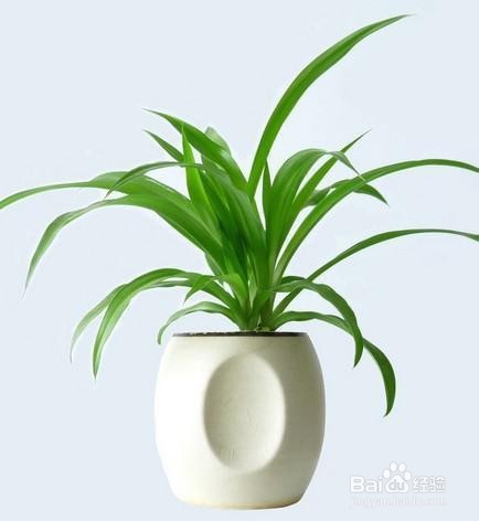 吊兰叶尖枯萎发黑怎么办