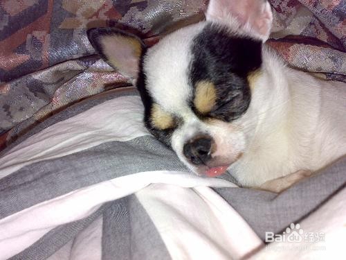 狗狗的睡眠状态