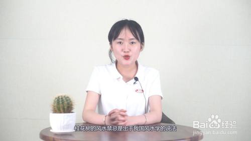 桂花树的风水禁忌 百度经验