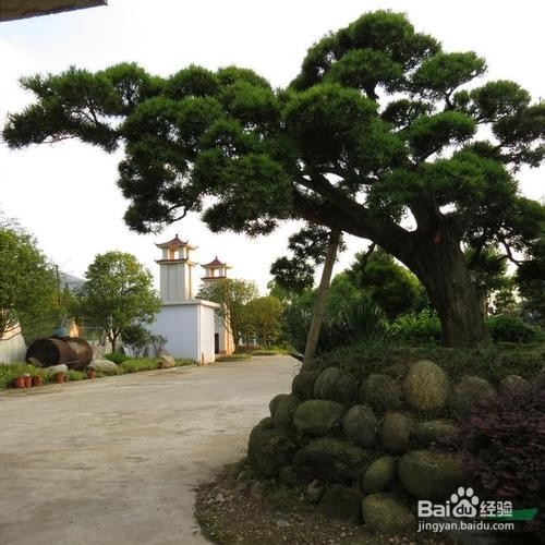 矮桩罗汉松如何造型