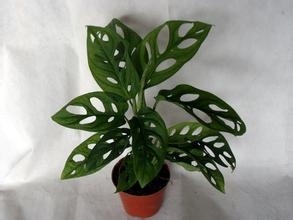 适合在屋内放置的十种植物