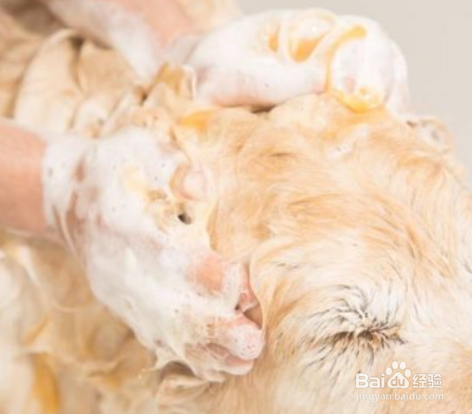 给狗狗洗澡的正确顺序