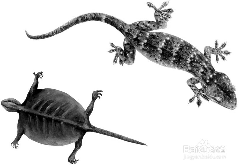 中医炮制：[37]蛤蚧的炮制方法