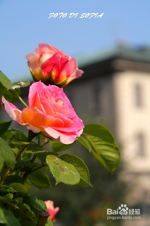 [转载]攀上梦的边缘开放