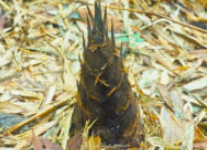 冬笋和春笋的区别