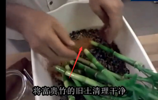 如何自制富贵竹竹塔