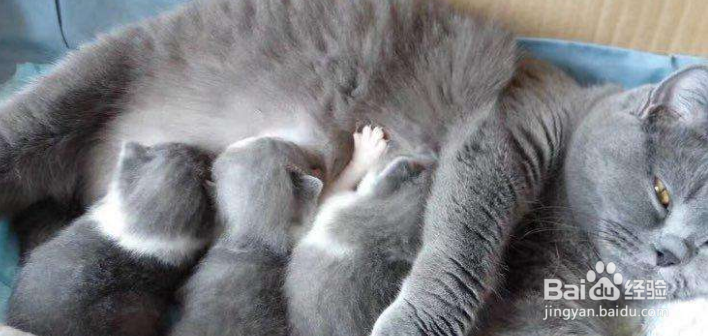 如何正确地挑选英短猫咪