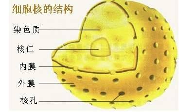 初中生物 植物细胞的基本结构 百度经验 初中生物 植物细胞的基本结构 百度经验