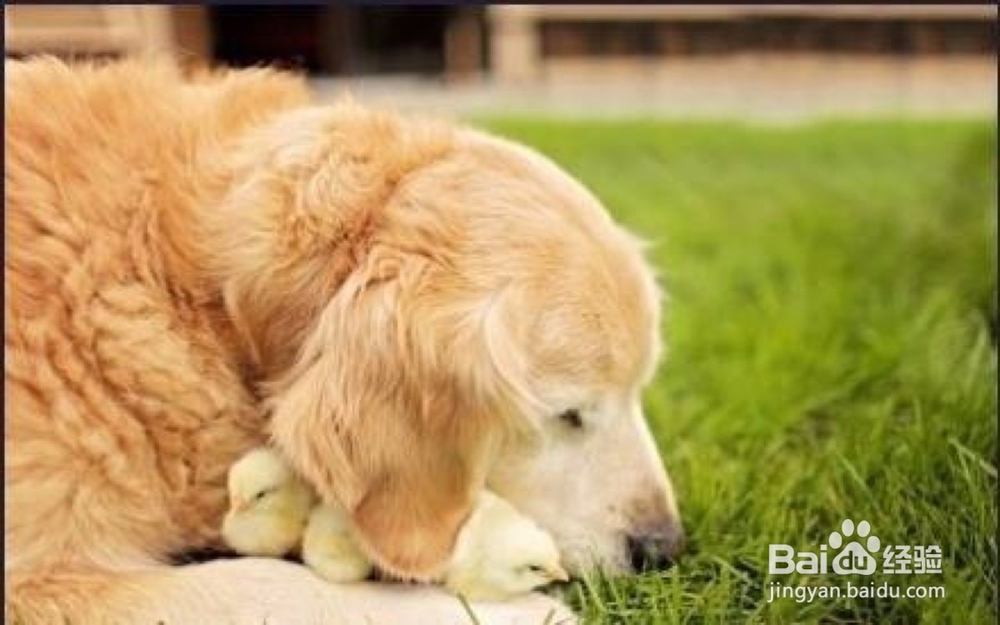 金毛狗狗的皮肤病要如何处理？