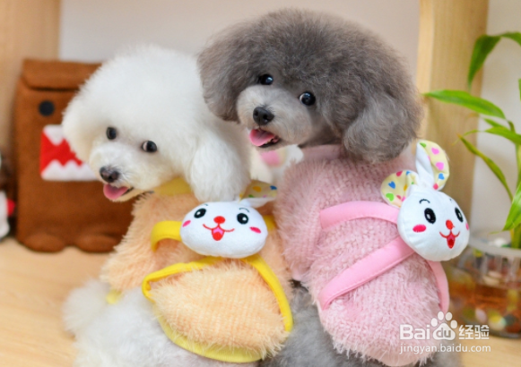 怎样照顾好你的宠物？