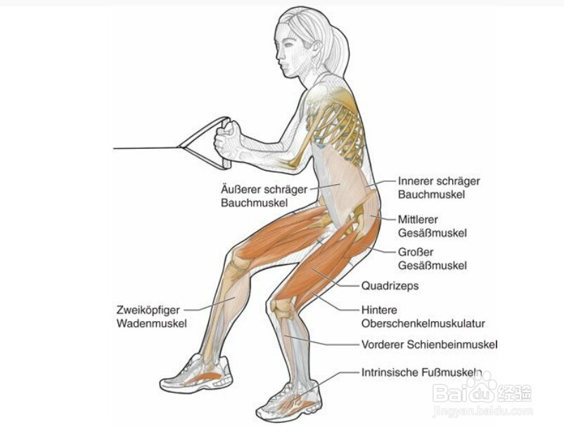 高尔夫球训练：[18]相关肌肉图解18