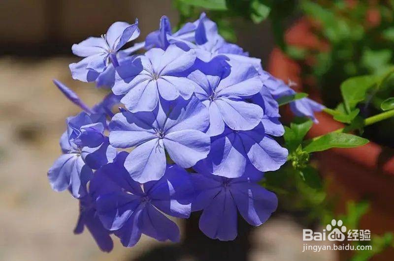 蓝花丹的养殖方法和注意事项