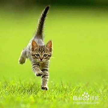 如何爱宠物一辈子