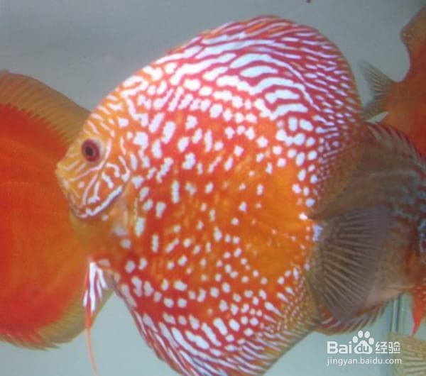 如何养好七彩神仙鱼