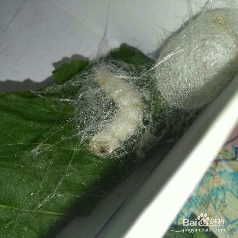 蚕结茧的架子怎么做