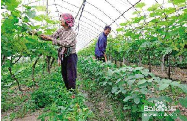 葡萄种植时间和方法