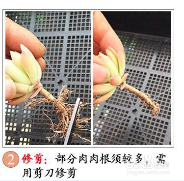 多肉的种植方法