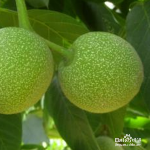 新鲜核桃怎样晾晒