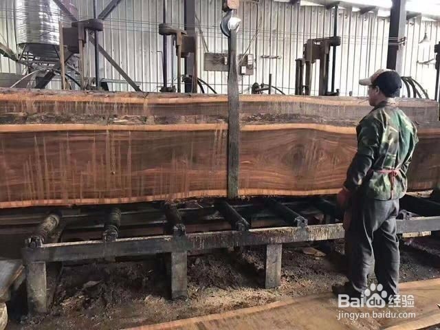红木老师傅现场处理3400年非洲树王