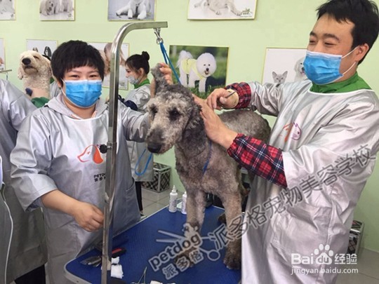 如何来选择宠物美容学校呢