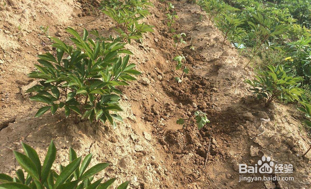 白芍高产种植方法
