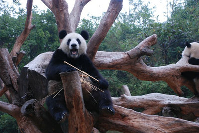 周末游长隆攻略精彩并幸福着