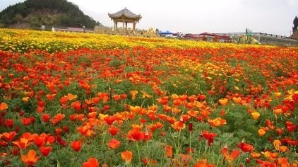 如何栽植和养护金盏菊?