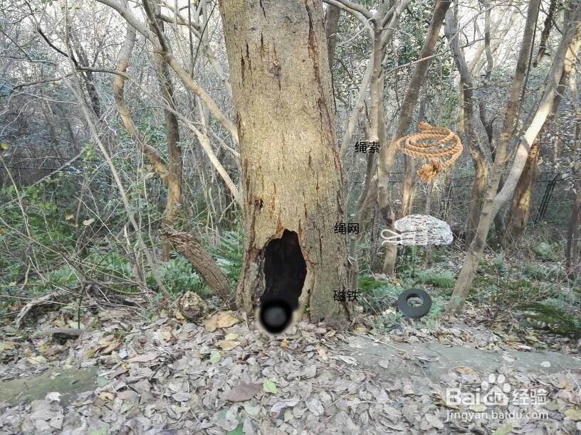 铅球掉进树洞里该怎么拿出来?