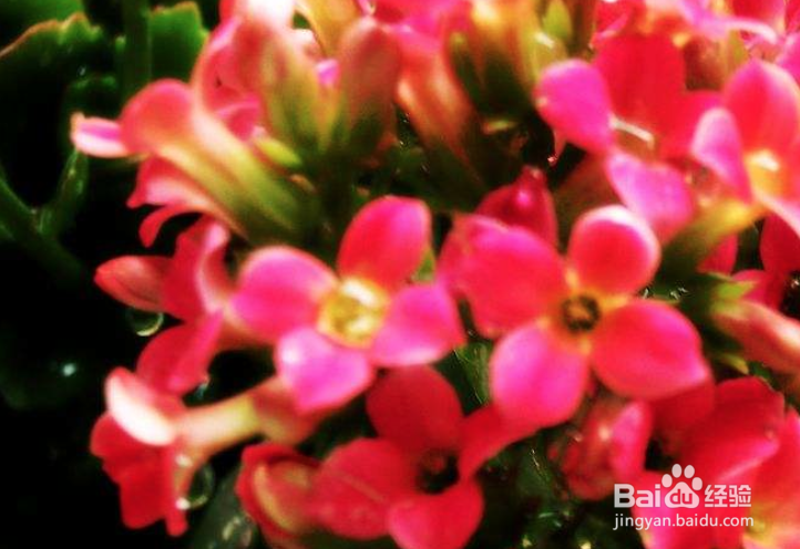 为什么三高人群忌吃猪油的作用和猪油应用小常识