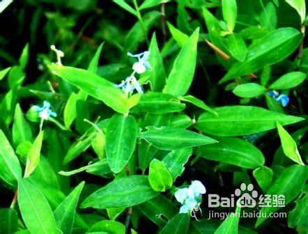 国外最流行的6个丰胸草药