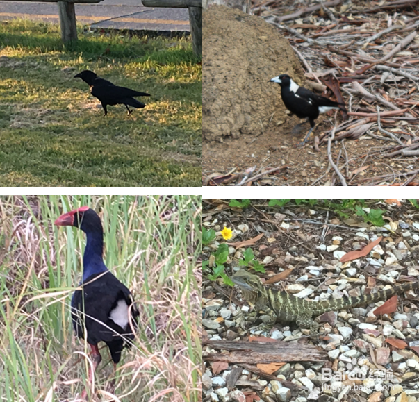 澳洲自行车骑行经验