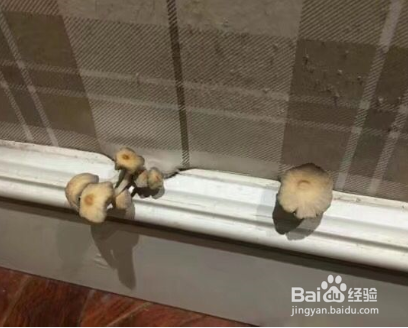 家中长出蘑菇该如何消灭?