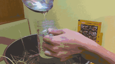 简单好喝的解暑汤怎么做