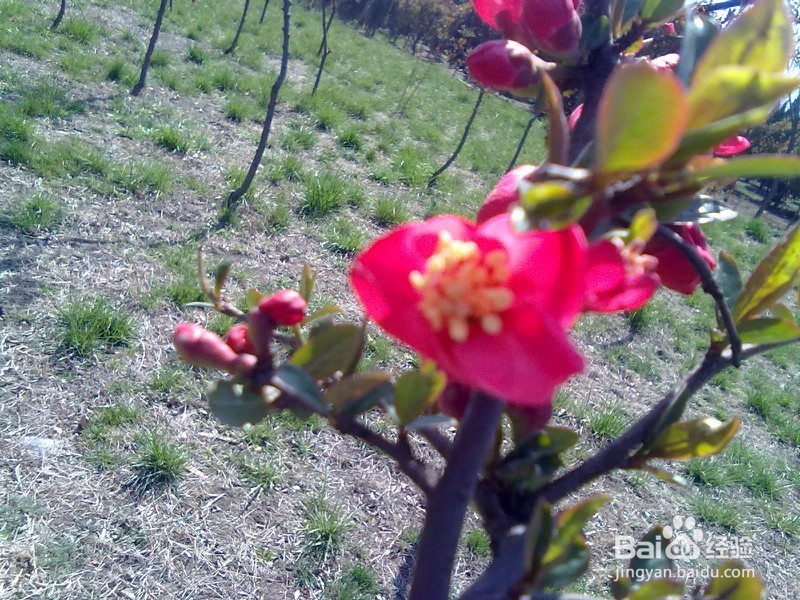 山东省小学教师资格证报名流程