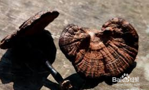 灵芝怎么泡水喝