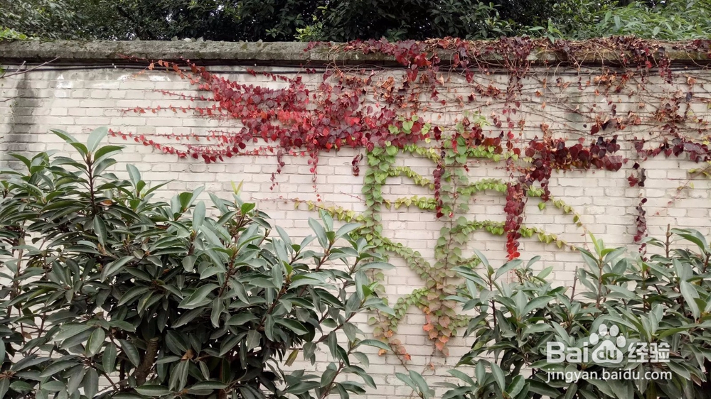 五粮液基地小游