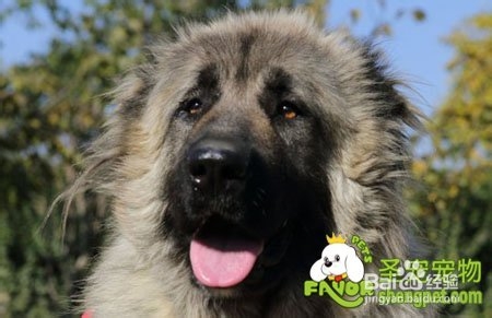 高加索发情不同时期的表现