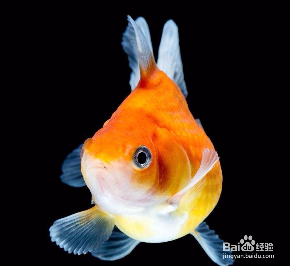 怎么鉴定和饲养珍珠鱼