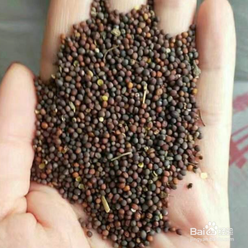 油菜种子播种方法