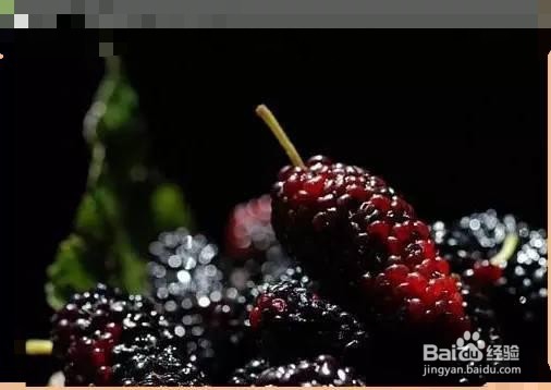 快速治疗高血压秘方-----桑葚食疗法