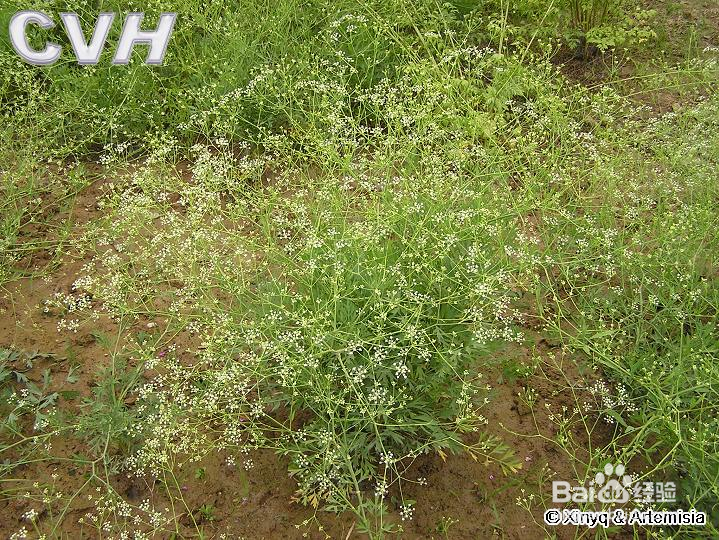 流行性感冒【华佗妙法】：[2]正柴胡饮