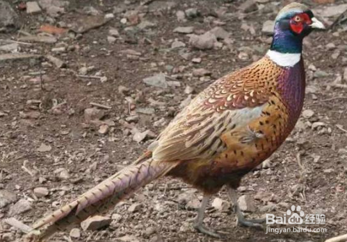 黑木耳不适合和哪些食物一起食用?