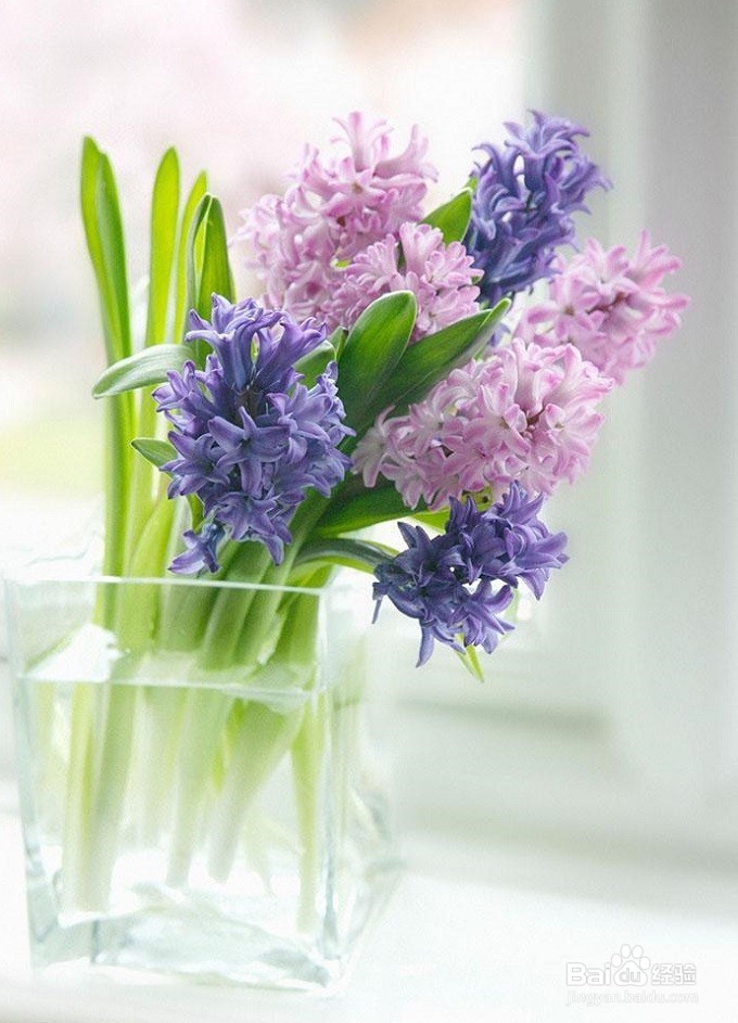 百合花如何养护?